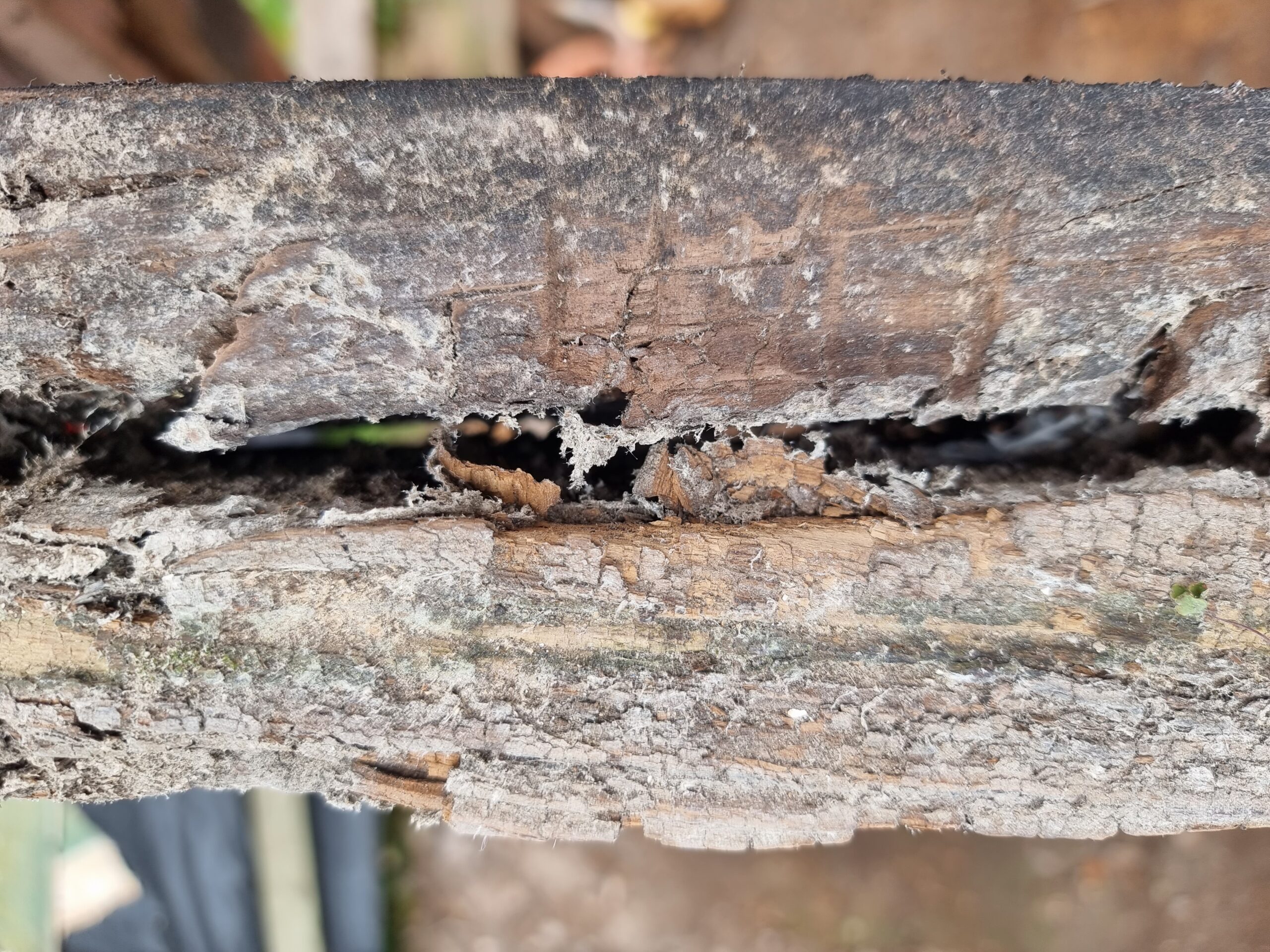 Close‑up of asbestos material located between two wooden planks, identified for safe removal by Hazard Pro asbestos specialists.